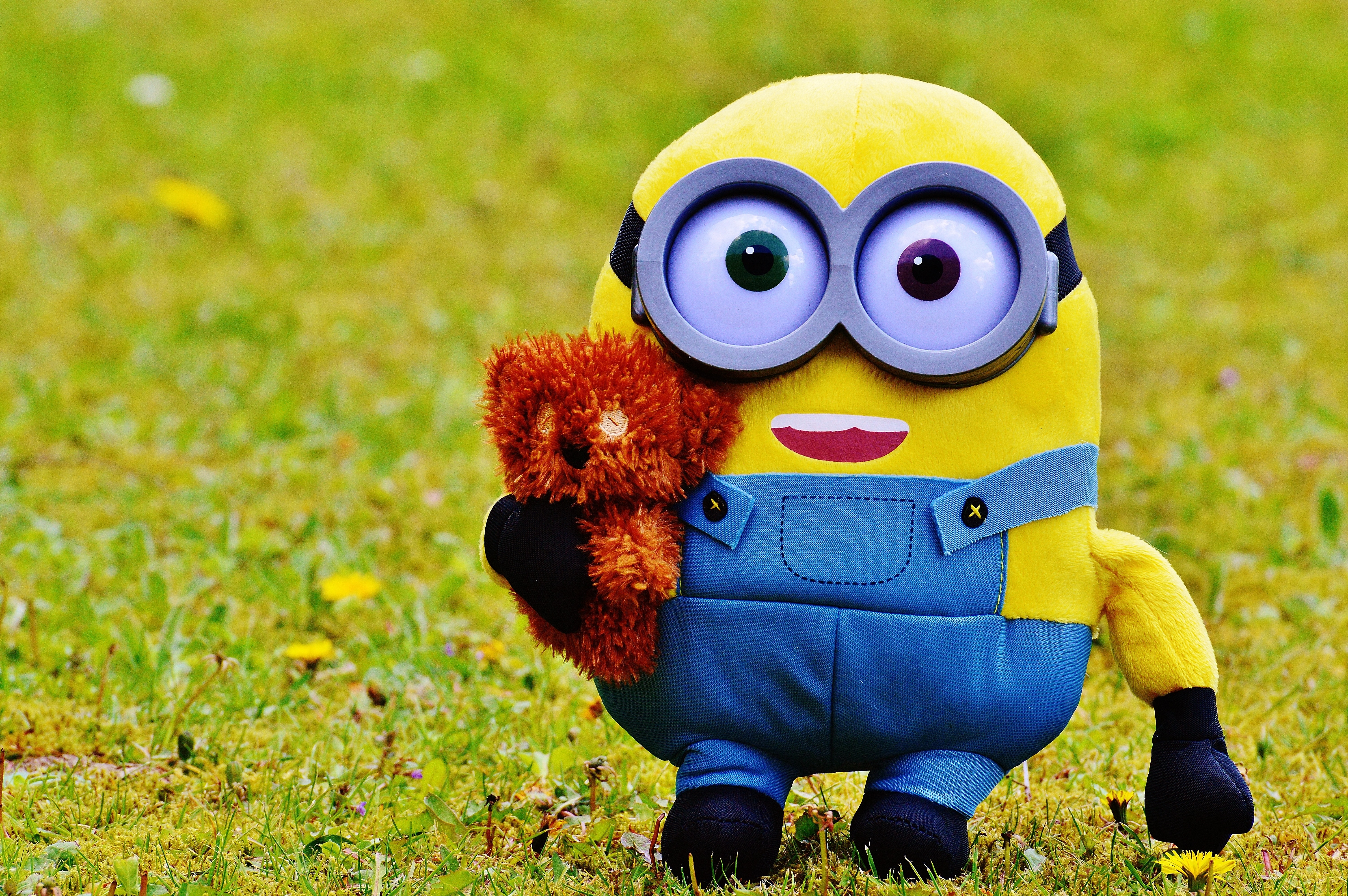 minion carrying brown teddy bear plush toy on grass