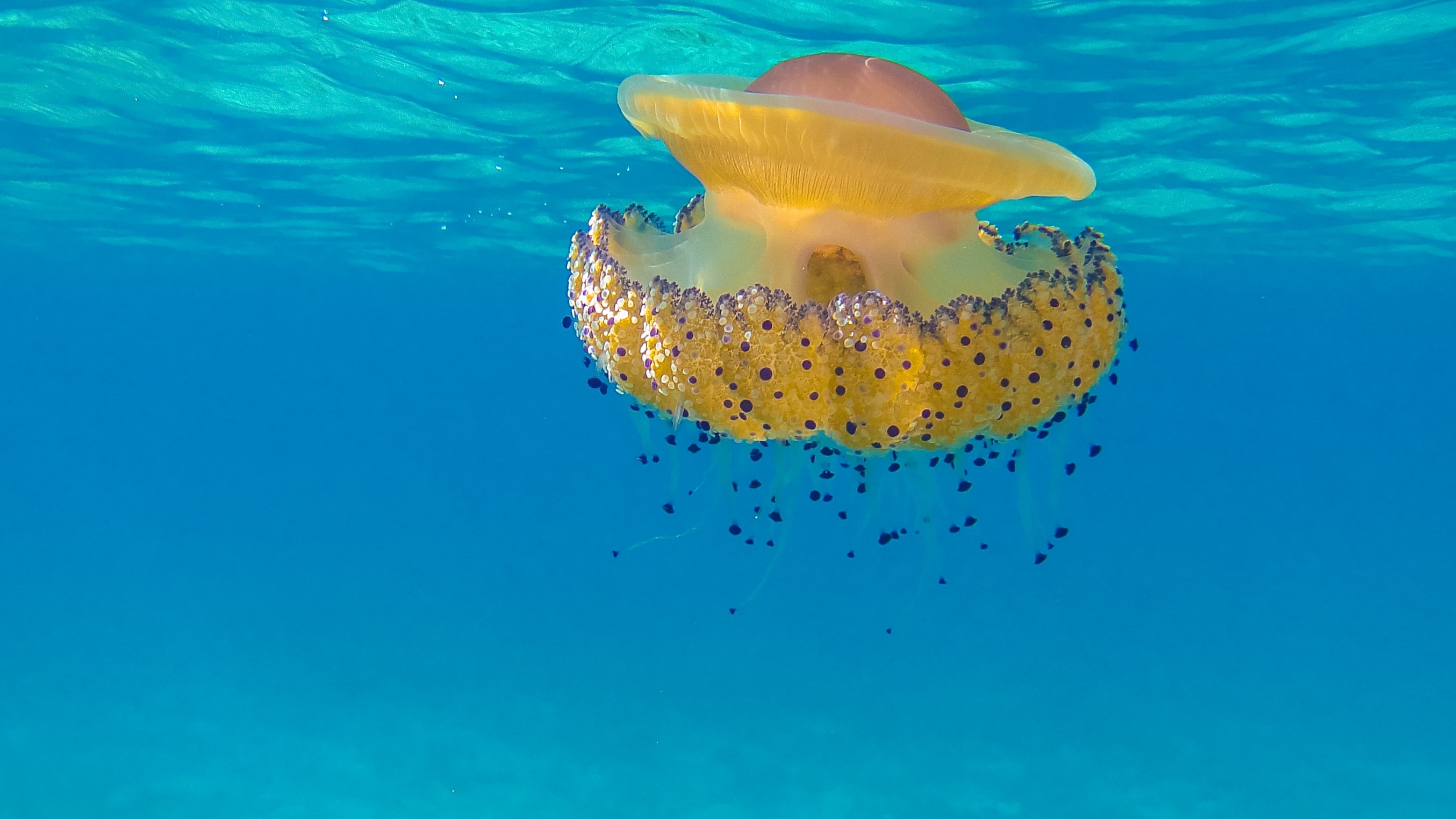 yellow jelly fish