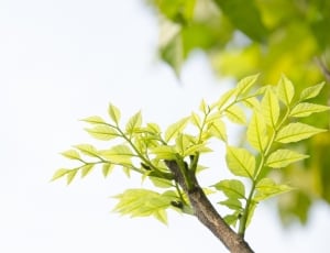 Green Shoots, Leaf, Green, The Leaves, green color, leaf thumbnail