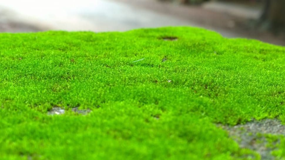 Natural, Moss, Greenery, Outdoor, green color, grass preview