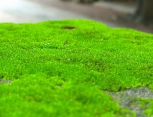 Natural, Moss, Greenery, Outdoor, green color, grass thumbnail