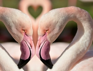 2 flamingo thumbnail
