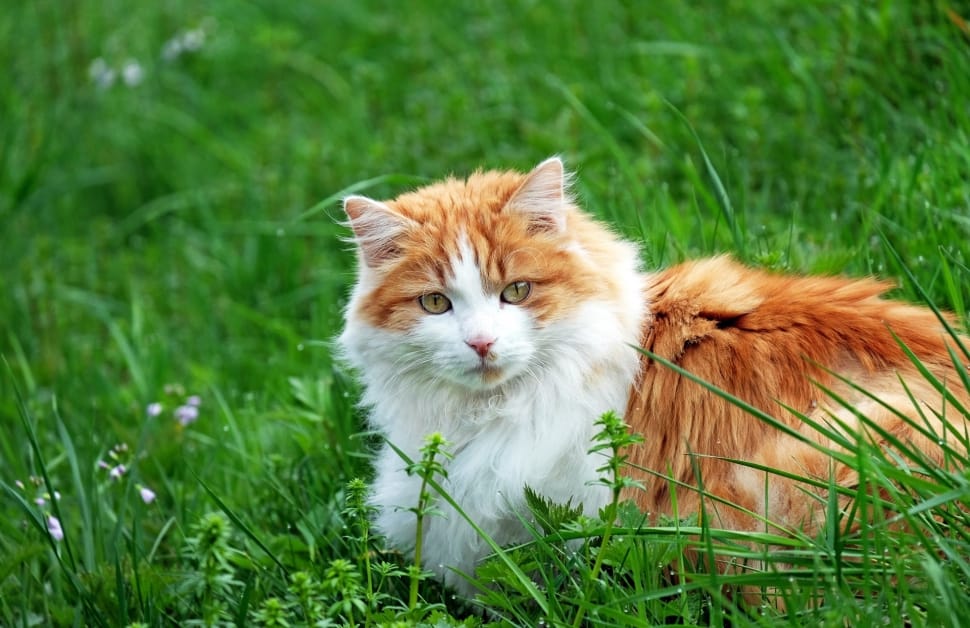 orange white long fur small cat preview