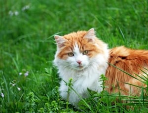 orange white long fur small cat thumbnail