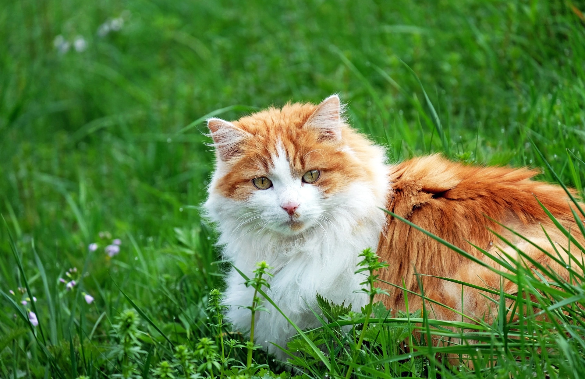 orange white long fur small cat