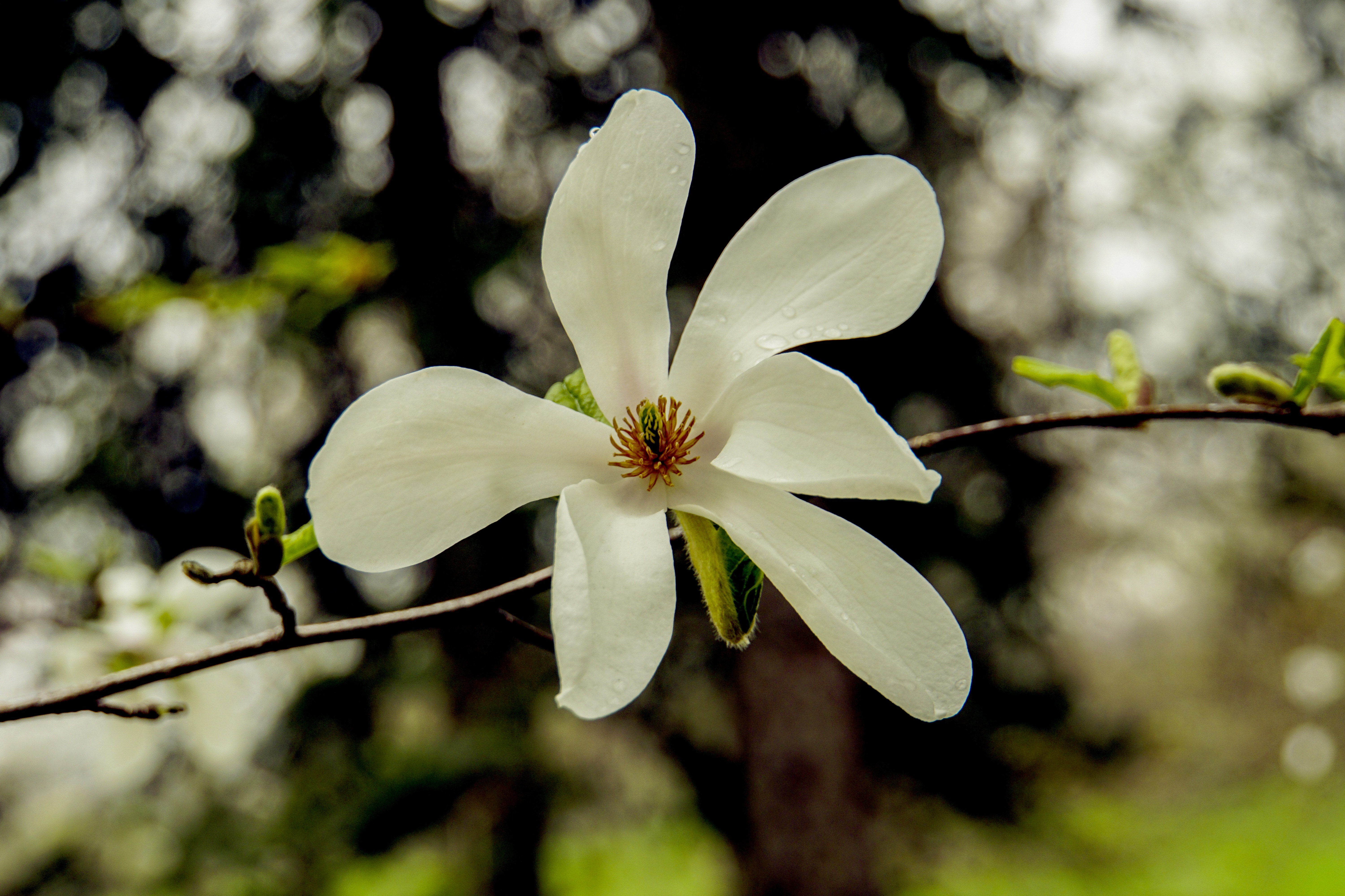 white 6 petaled flower