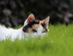 white and brown fur cat thumbnail