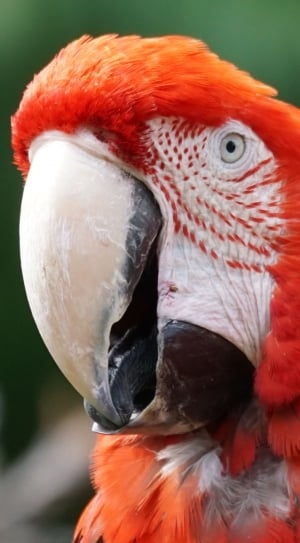 close up photography of macaw bird thumbnail