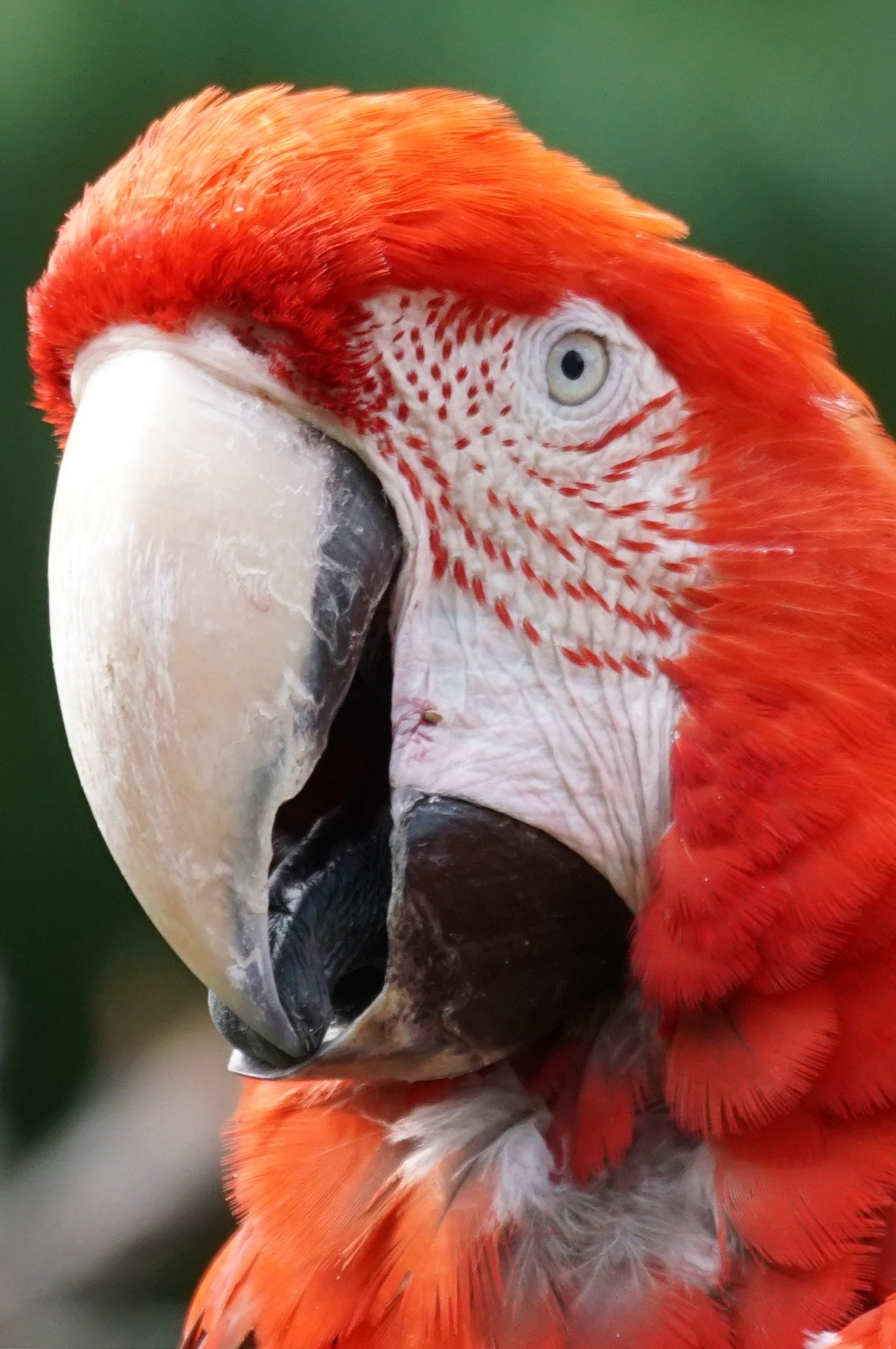 close up photography of macaw bird