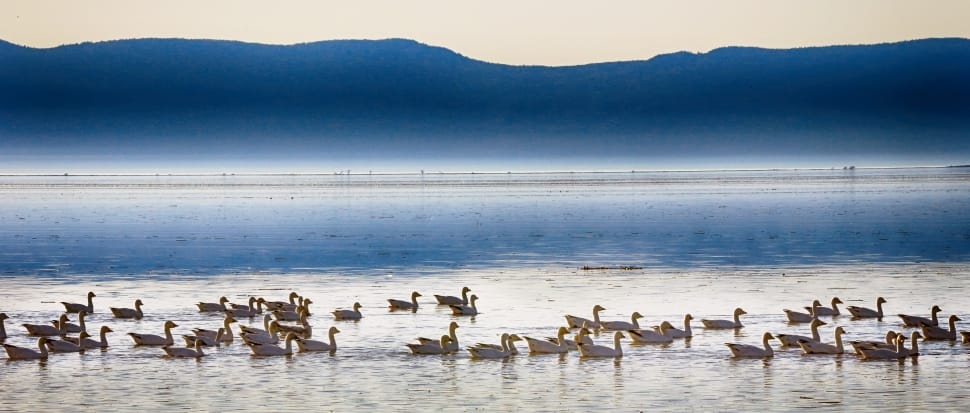 flock of Goose near body of water during day time preview