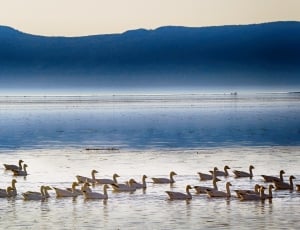 flock of Goose near body of water during day time thumbnail