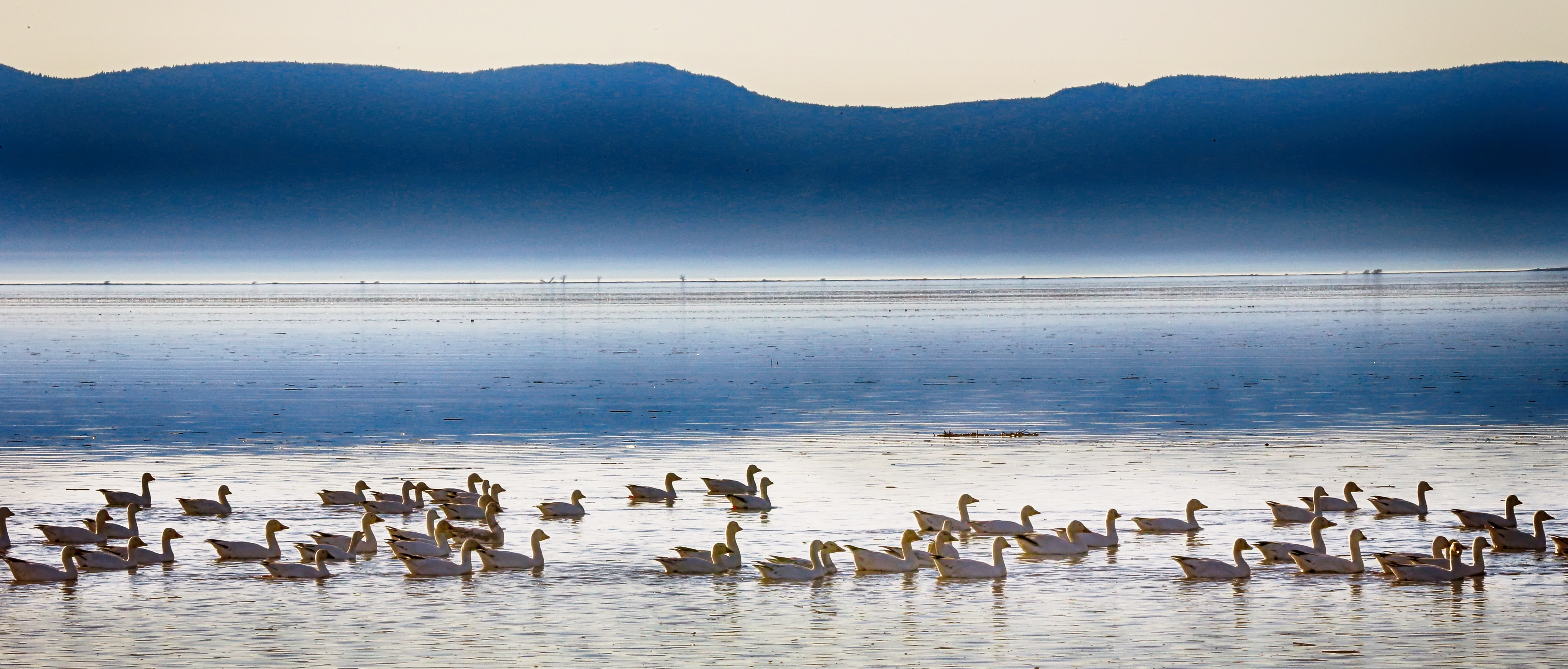 flock of Goose near body of water during day time