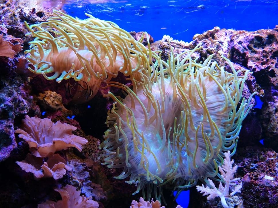 Actiniaria, Aquarium, Sea Anemones, underwater, undersea preview