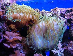 Actiniaria, Aquarium, Sea Anemones, underwater, undersea thumbnail