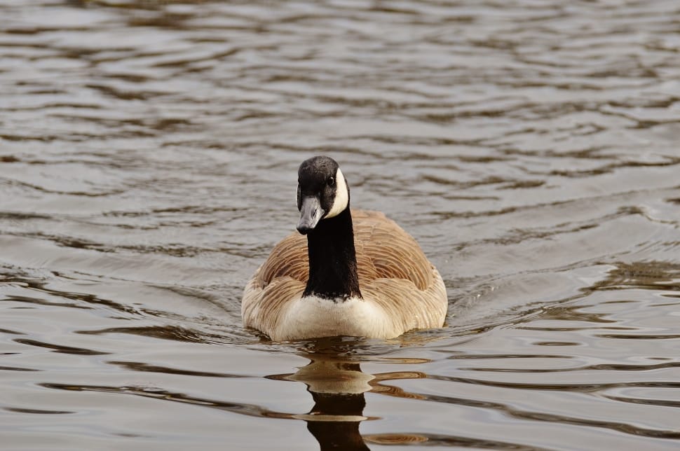 brown and black goose free image | Peakpx