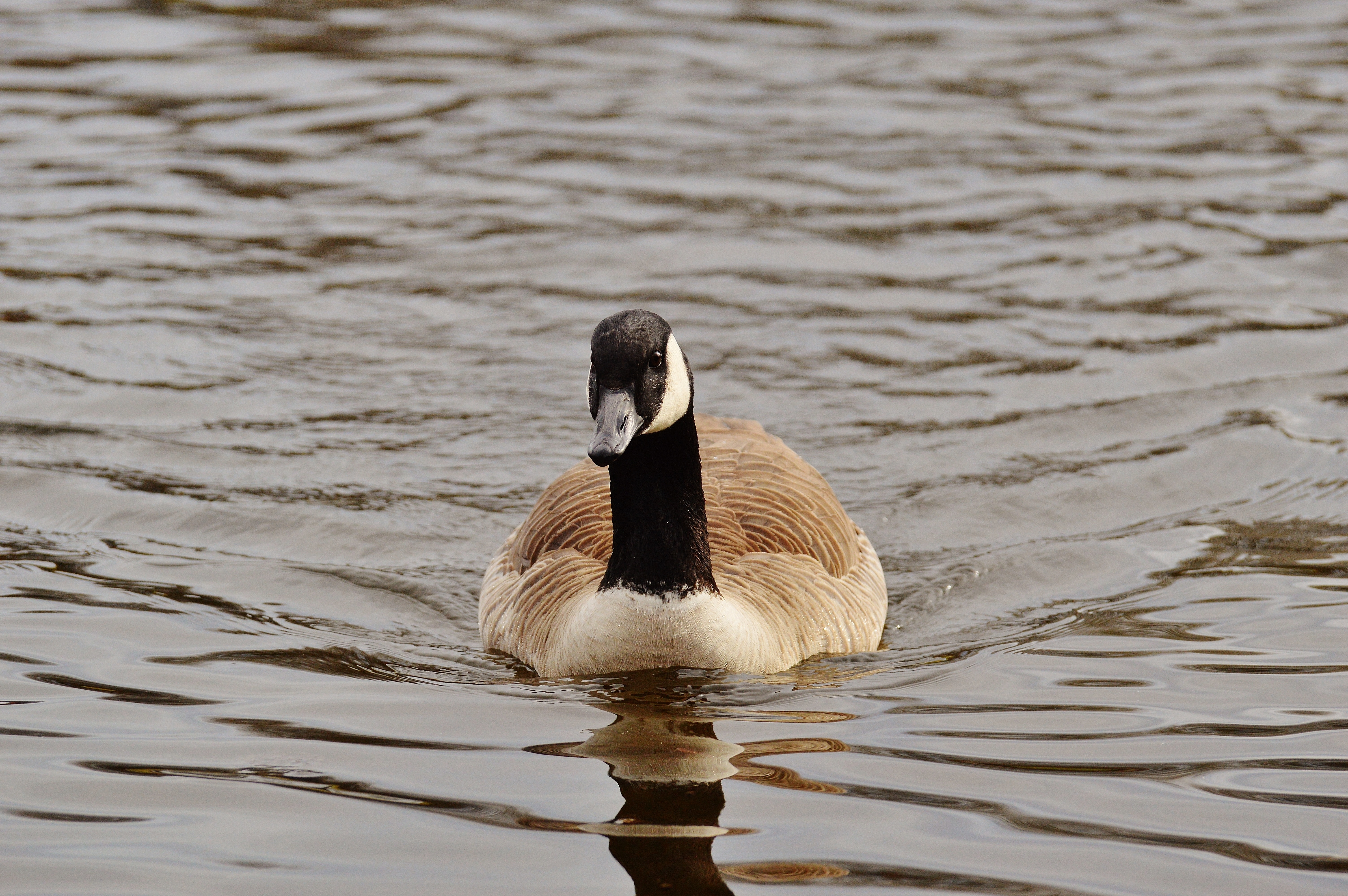 brown and black goose