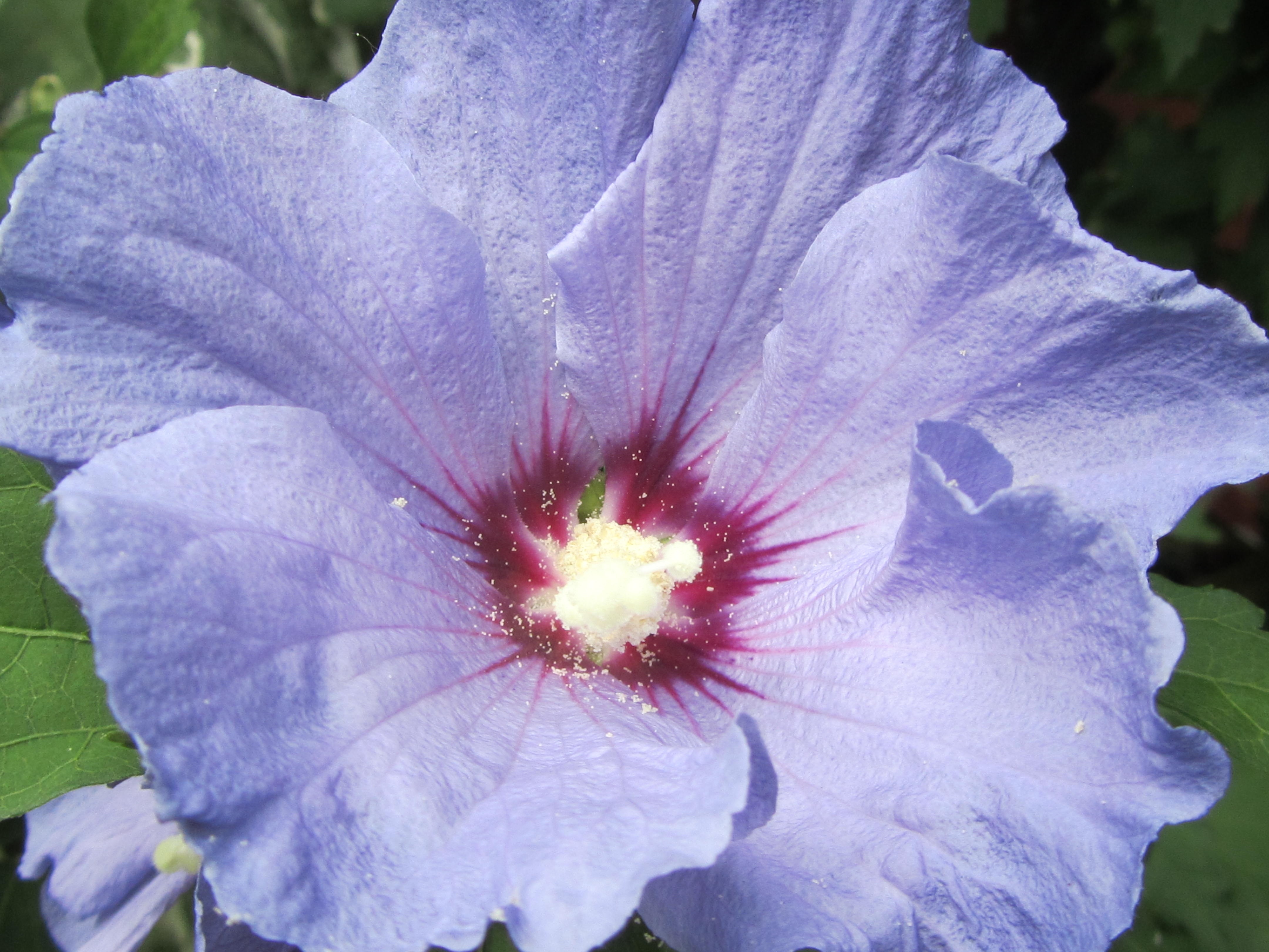 purple mallow close up