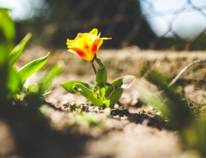 Growing, Yellow, Spring, Flower, Tulip, growth, plant thumbnail