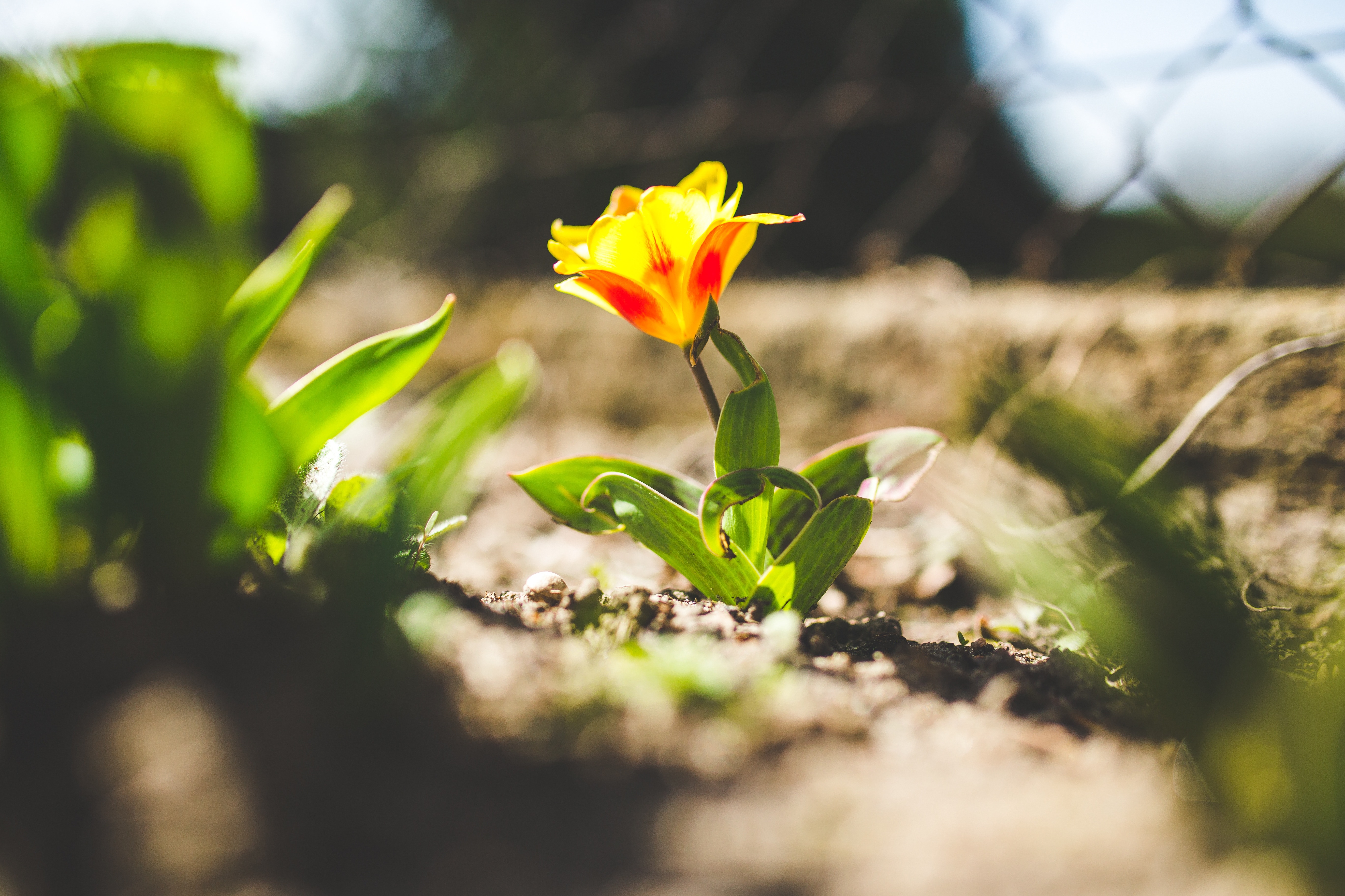 Growing, Yellow, Spring, Flower, Tulip, growth, plant