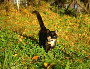 Autumn, Lucky Cat, Domestic Cat, Cat, one animal, animal themes thumbnail