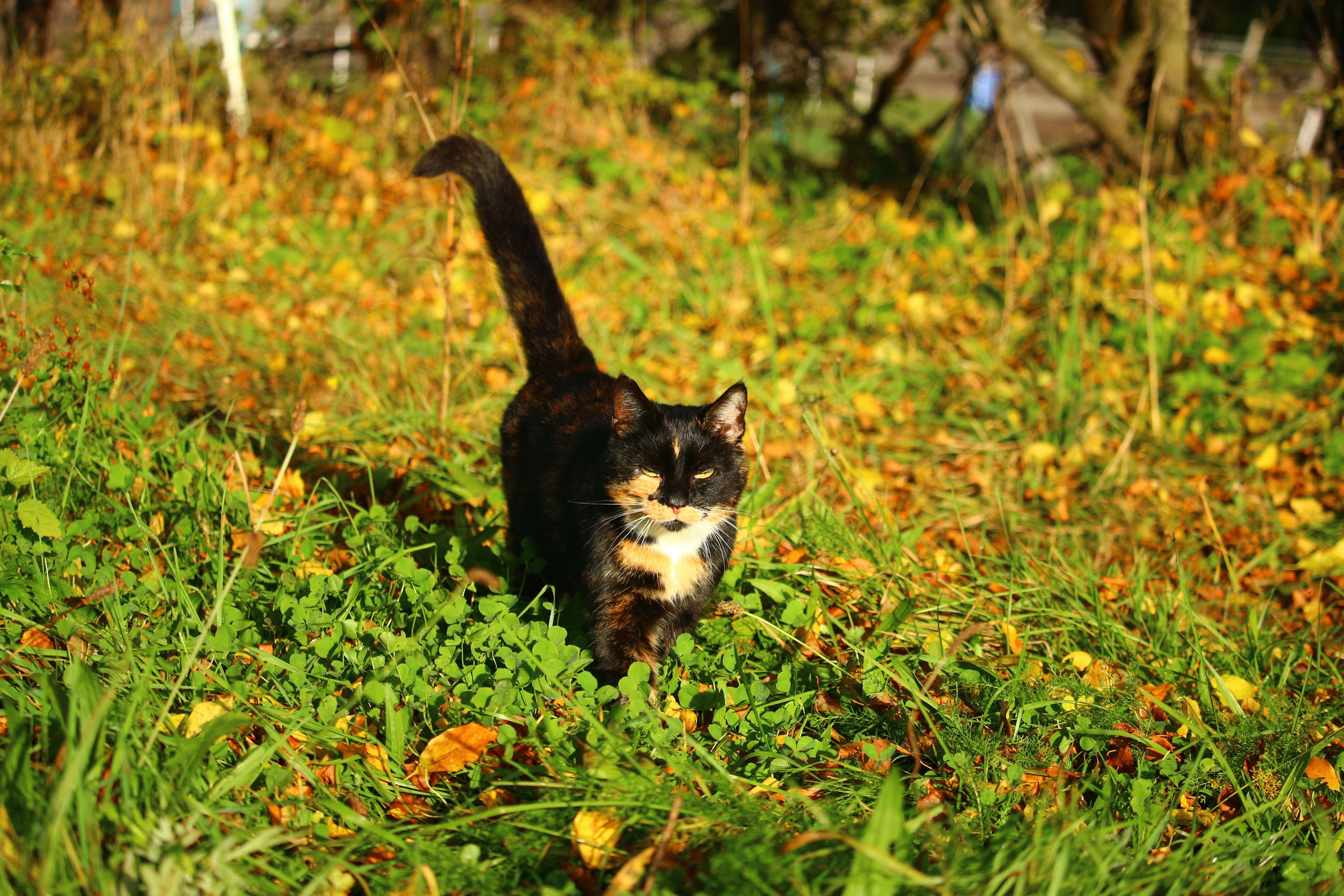 Autumn, Lucky Cat, Domestic Cat, Cat, one animal, animal themes