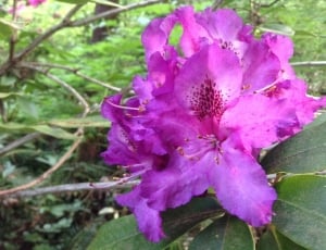 Cluster of Purple Splendor Blossoms thumbnail