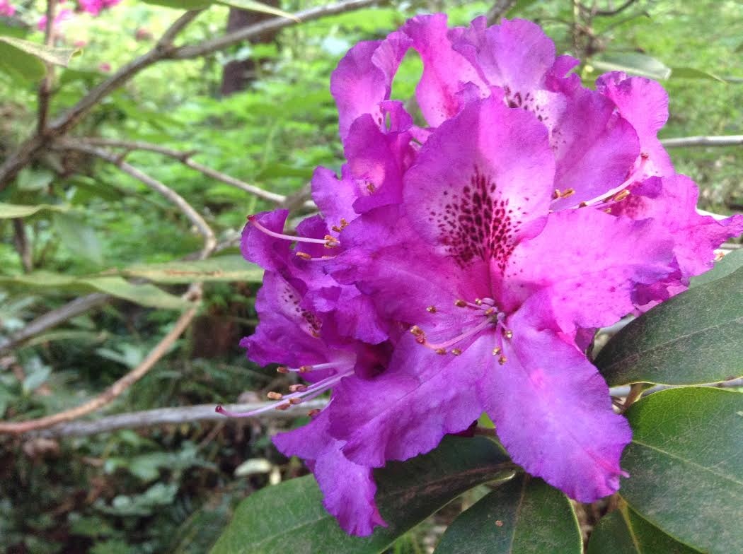 Cluster of Purple Splendor Blossoms