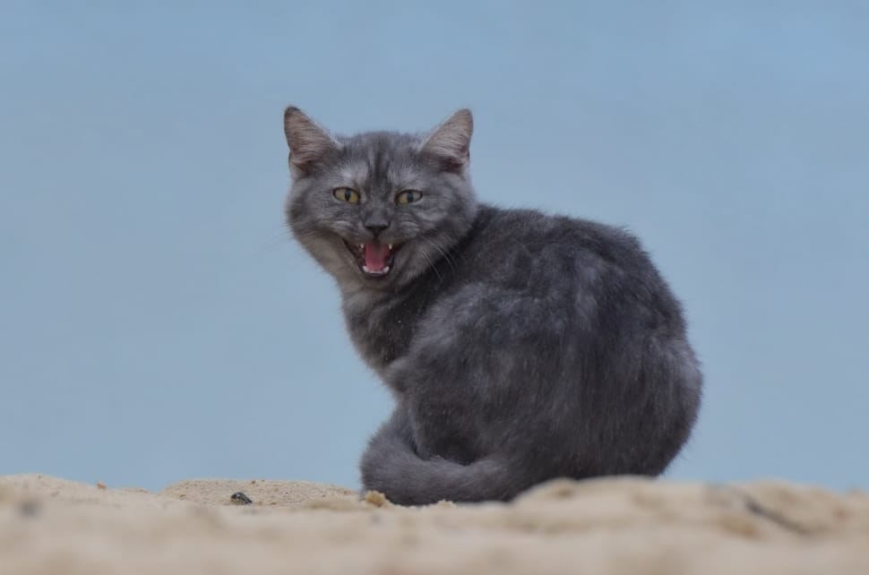 gray short fur cat standing on brown sand during daytime preview
