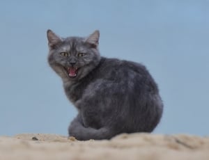 gray short fur cat standing on brown sand during daytime thumbnail