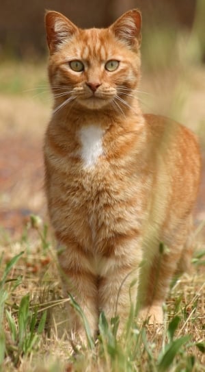 shallow focus photography of  orange tabby cat thumbnail