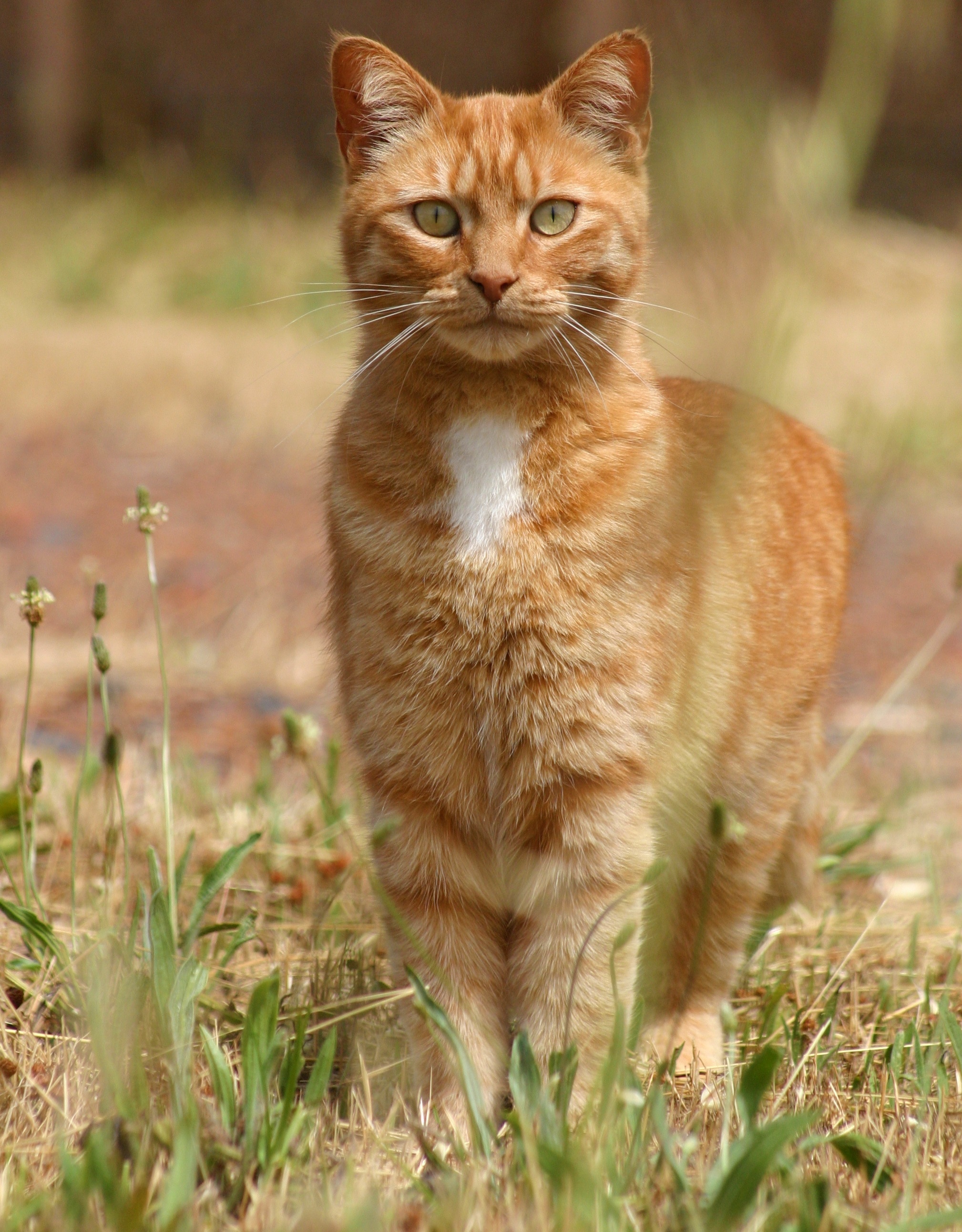 shallow focus photography of  orange tabby cat