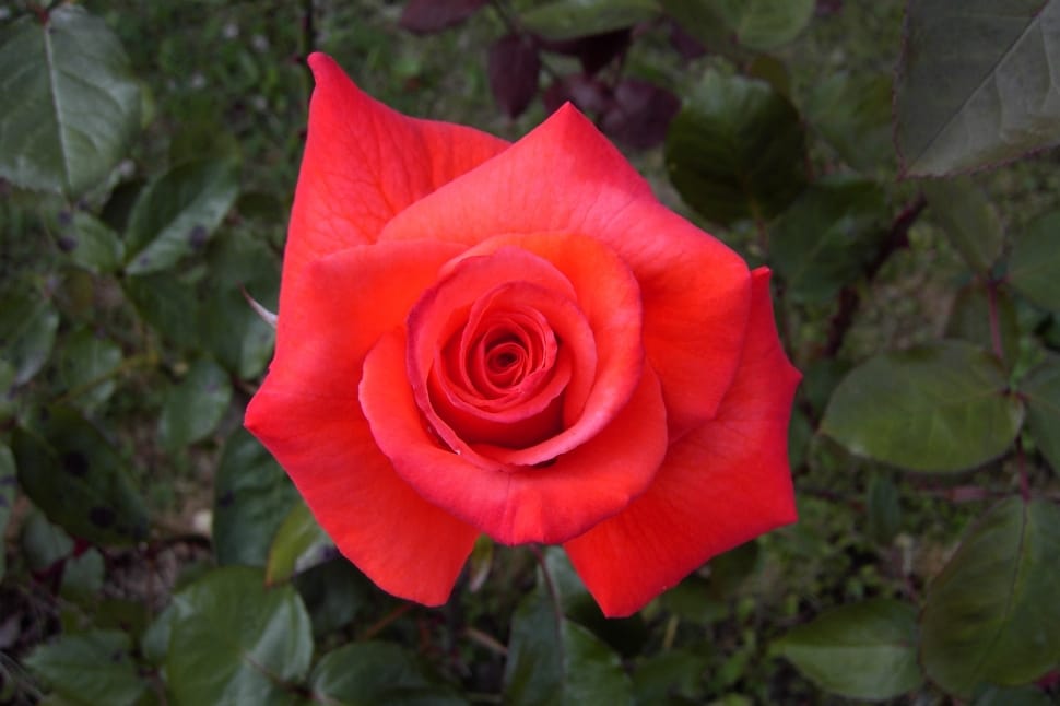 Red Rose, Flower, Plant, Red, Rose, Love, flower, rose - flower preview