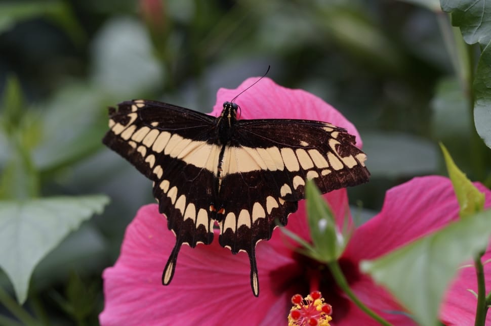 black and white butterfly resting on pink hibiscus flower preview