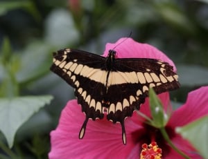 black and white butterfly resting on pink hibiscus flower thumbnail