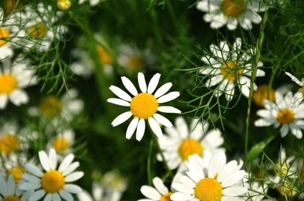 white-and-yellow daisies preview