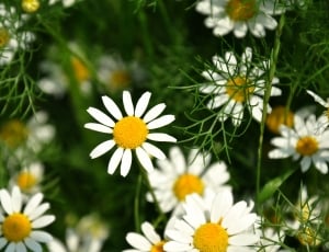 white-and-yellow daisies thumbnail