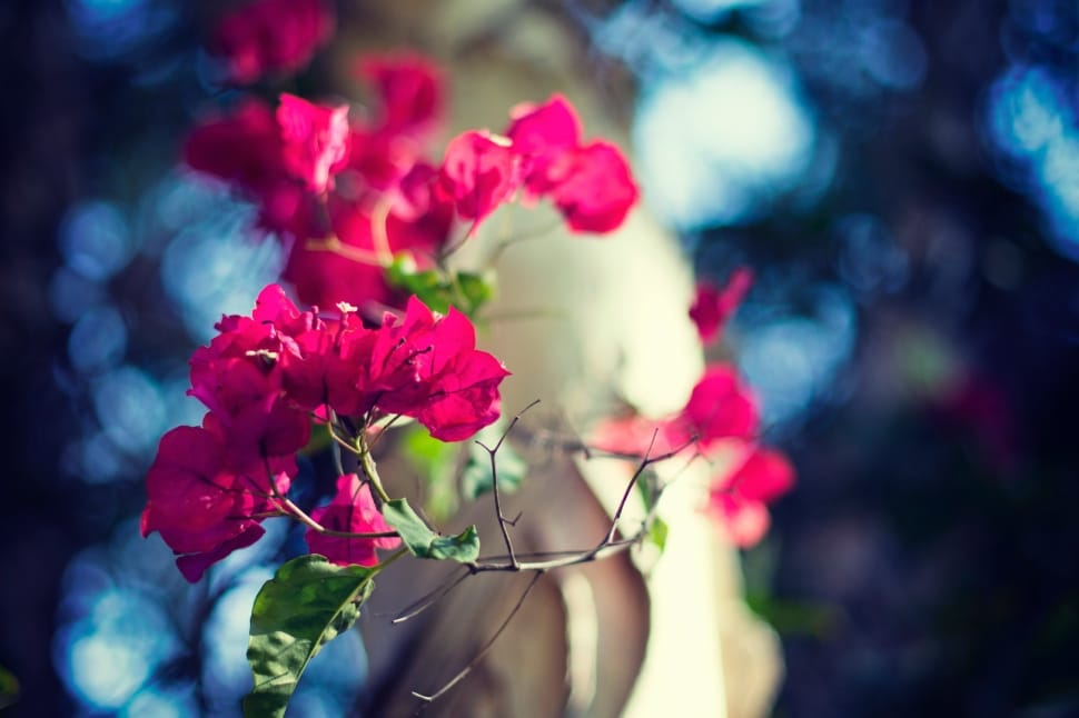 selective focus of pink bougainvillea preview