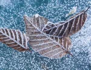 3 brown leaves with snow thumbnail
