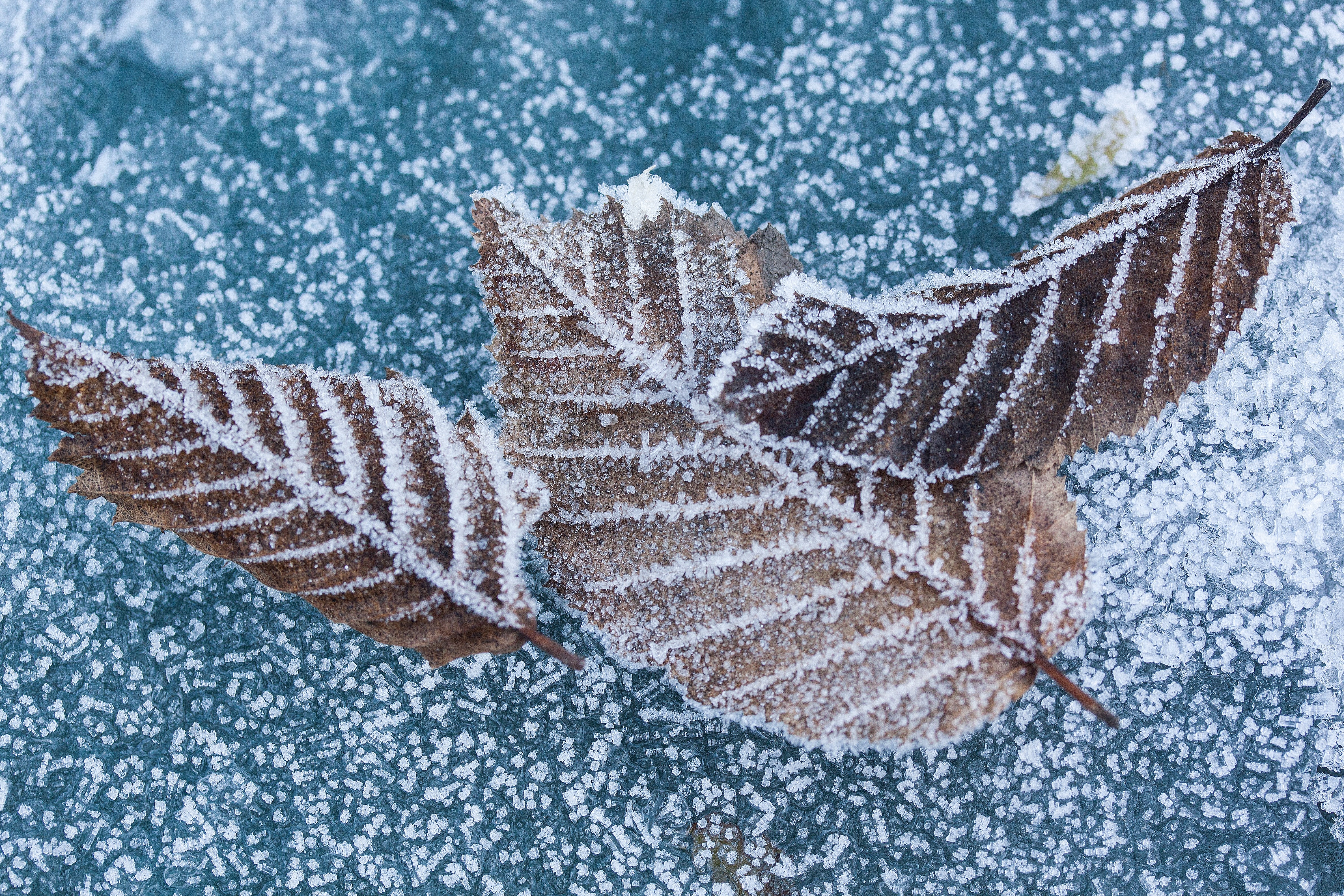 3 brown leaves with snow