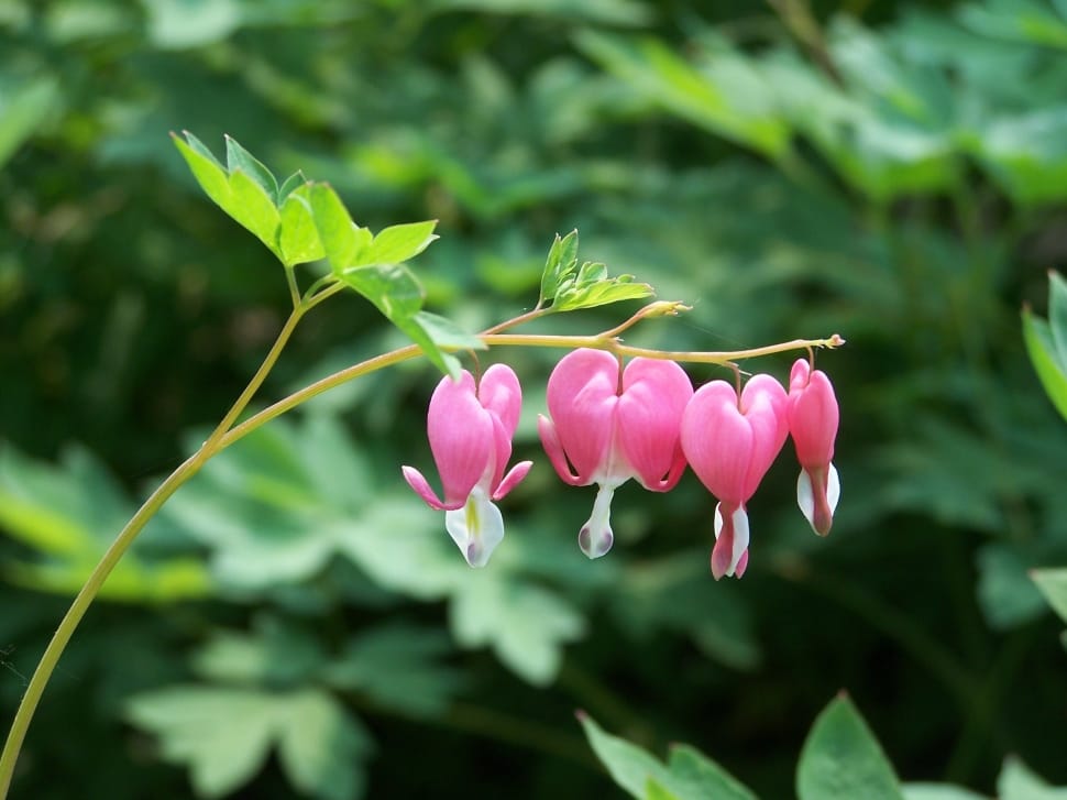 Pink, Flowers, Bleeding Hearts, Nature, pink color, flower preview