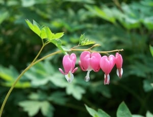 Pink, Flowers, Bleeding Hearts, Nature, pink color, flower thumbnail