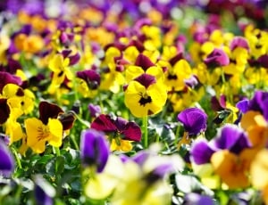 red, yellow and purple flowers thumbnail