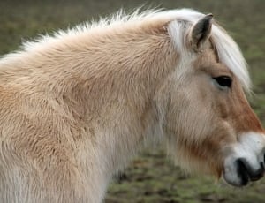 closeup photo of brown horse thumbnail
