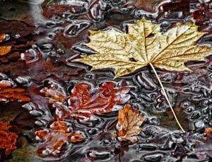 Maple Leaf, Fall Foliage, Puddle, Autumn, full frame, close-up thumbnail