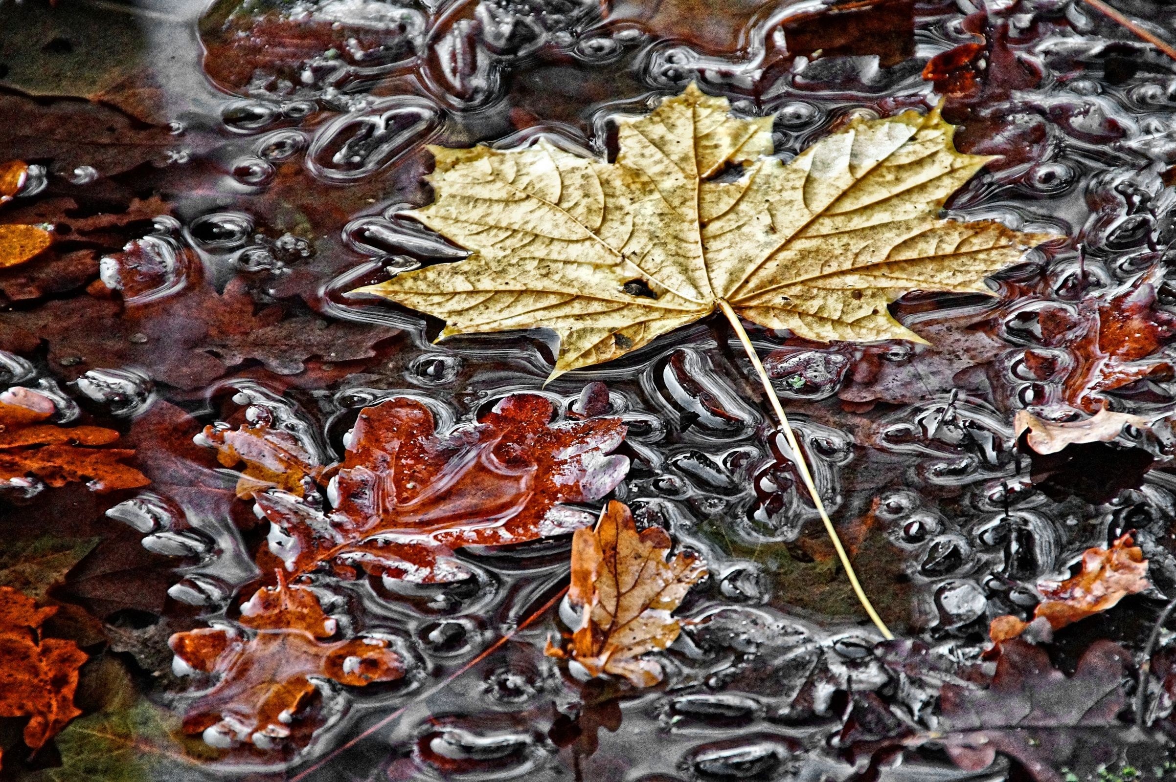 Maple Leaf, Fall Foliage, Puddle, Autumn, full frame, close-up