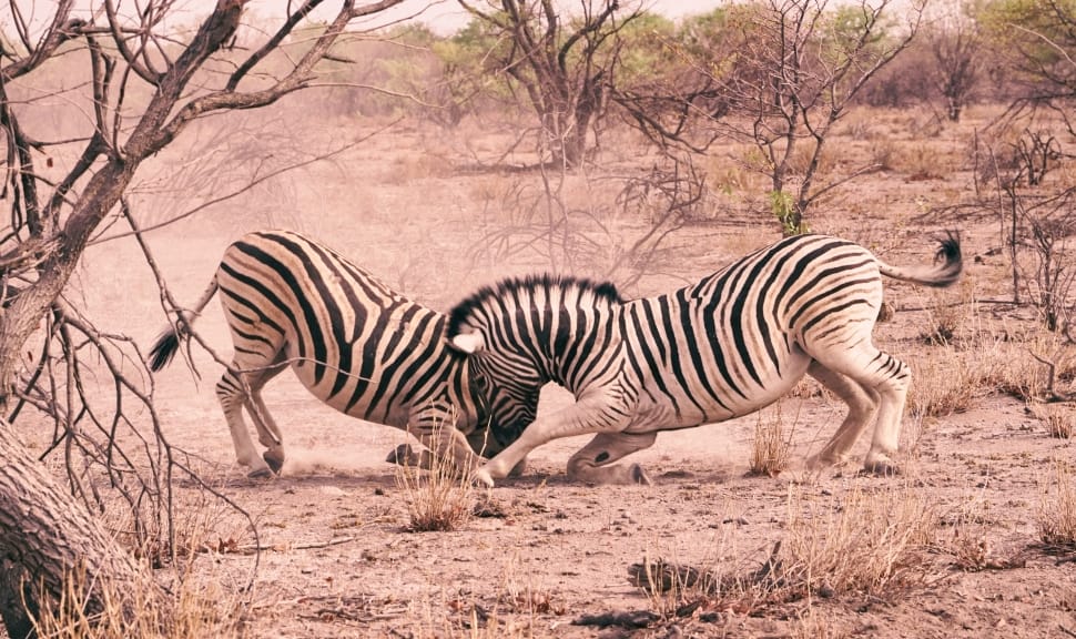 two Zebra fighting each other during day time preview