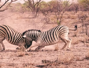 two Zebra fighting each other during day time thumbnail