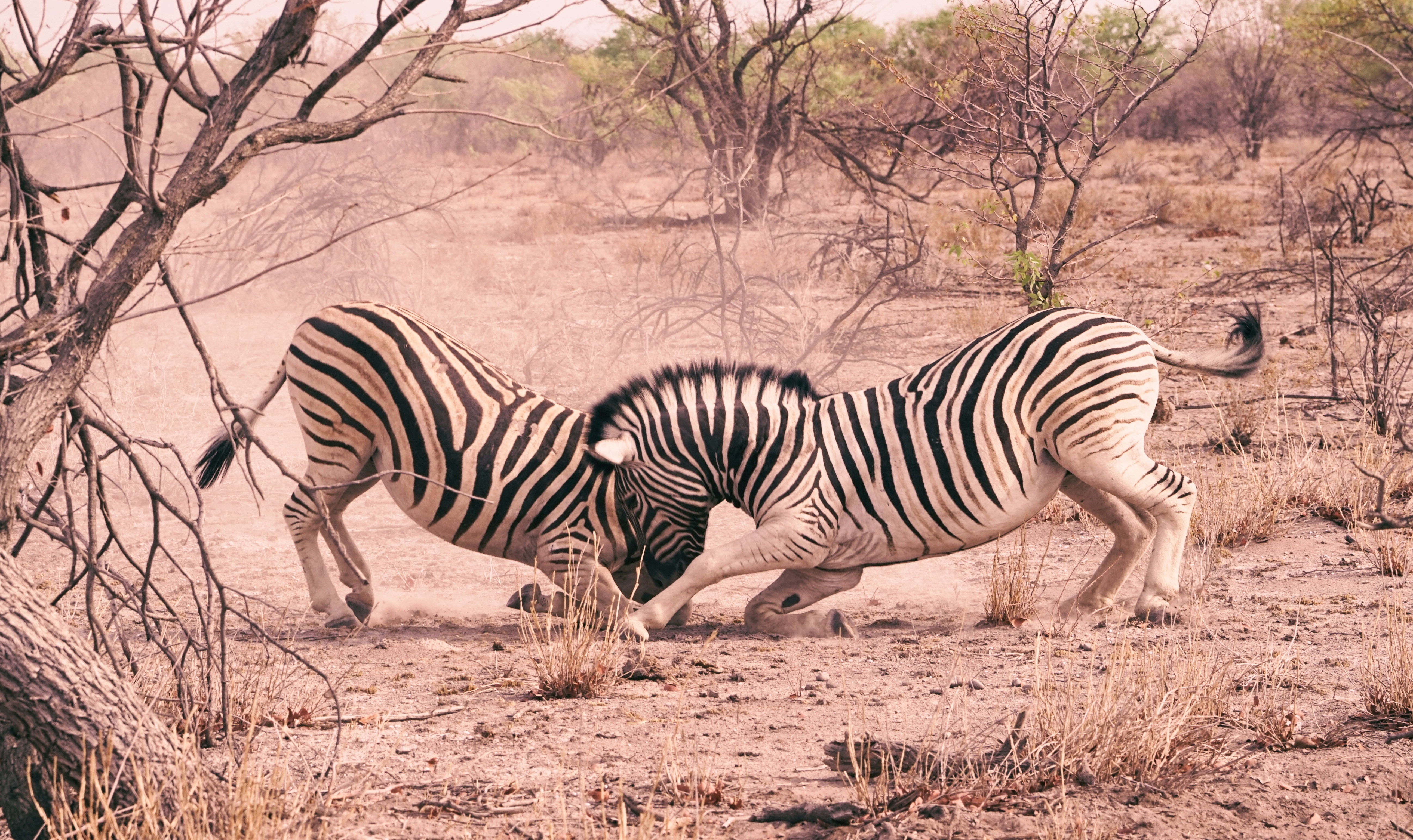 two Zebra fighting each other during day time