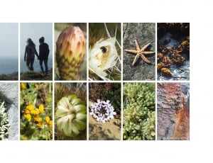 assorted color of flower photo collage thumbnail