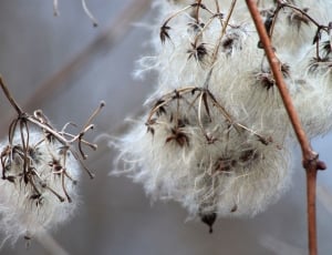 White, Fluffy, Delicate, Bloom, Natural, no people, winter thumbnail